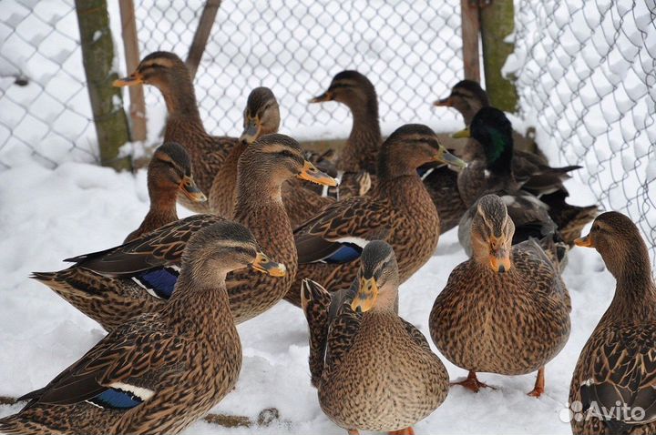 Утки подсадные