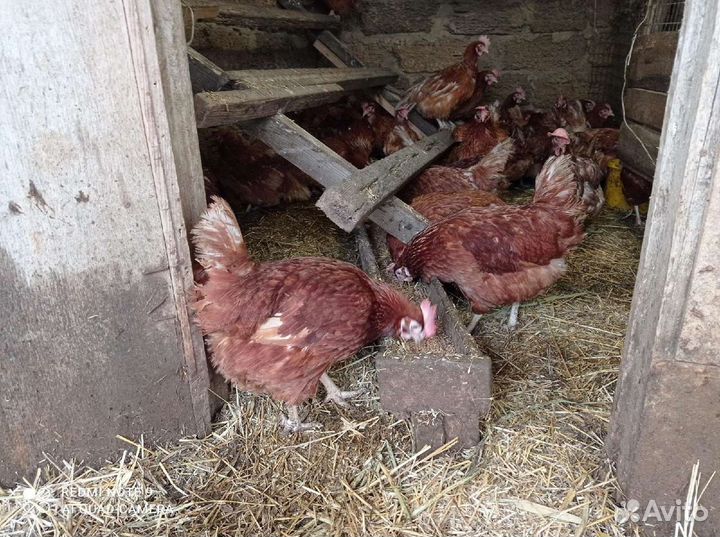 Куры несушки