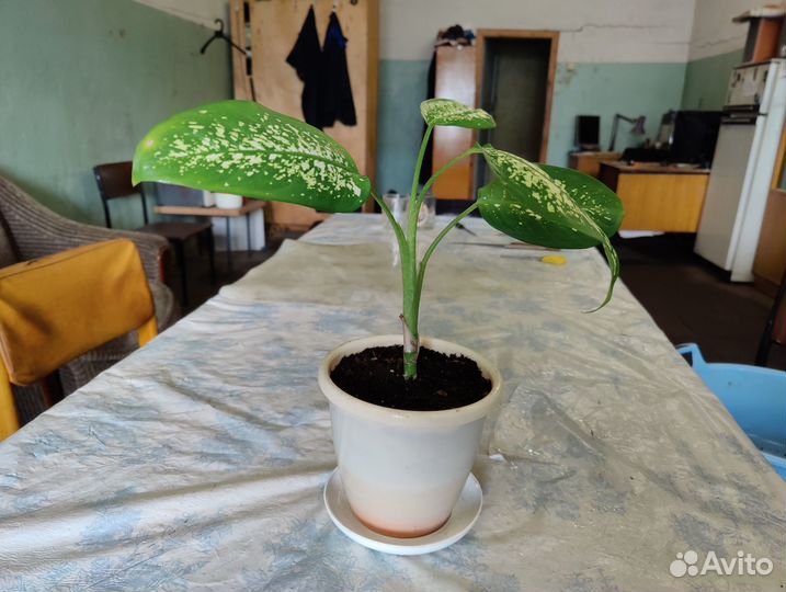 Диффенбахия