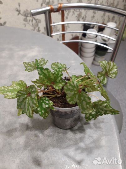 Бегония Дрега