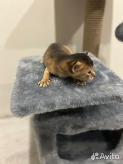 Абиссинские котята