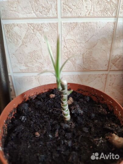 Драцена, проросшие черенки в горшочке