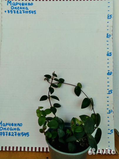 Эсхинантус Мона Лиза