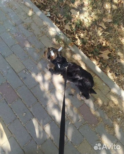 Йоркширский терьер