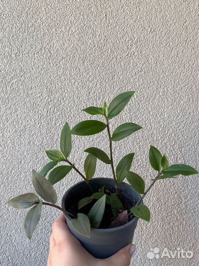 Традесканция зеленая