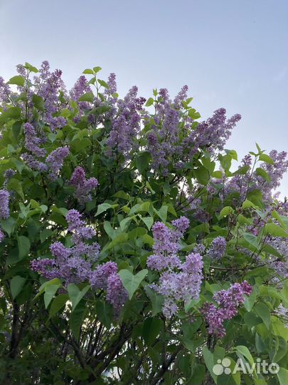 Сирень белая и сиреневая саженцы