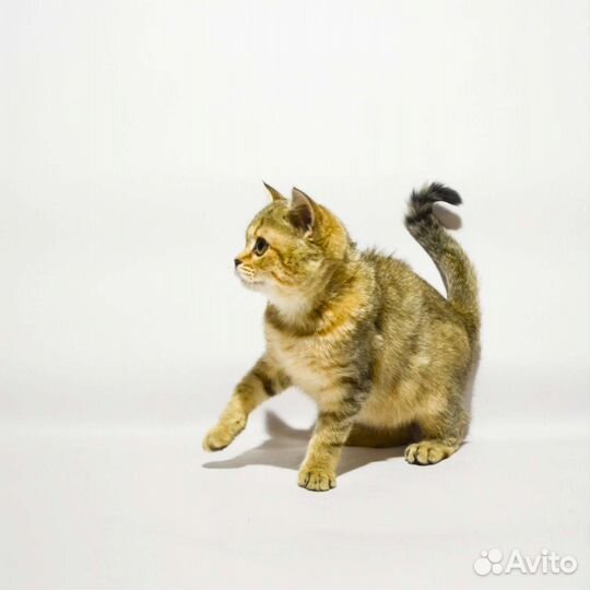 Красавцы с документами