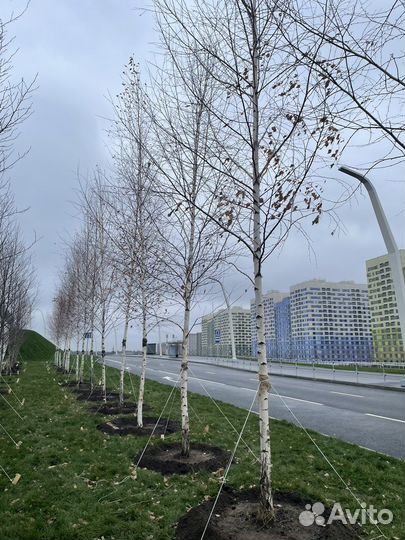 Деревья крупномеры