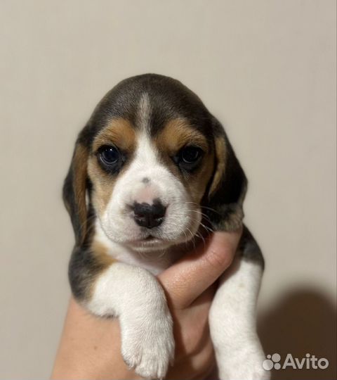 Щенки бигль