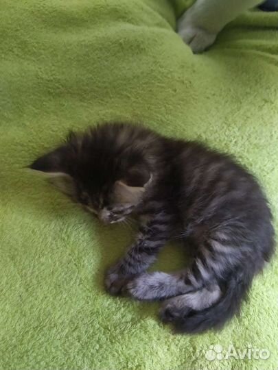 Другие породы