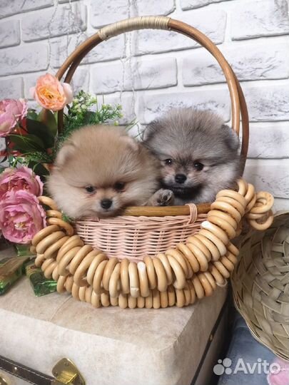 Мальчики и девочки шпица