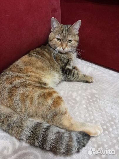 В добрые руки