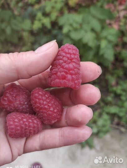 Саженцы малины