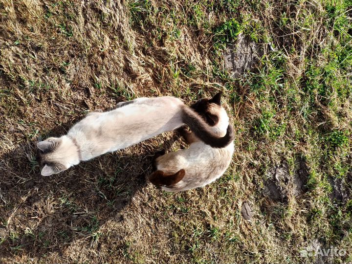 Сиамские котята