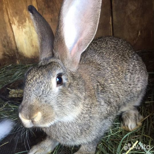 Кролики,мясо