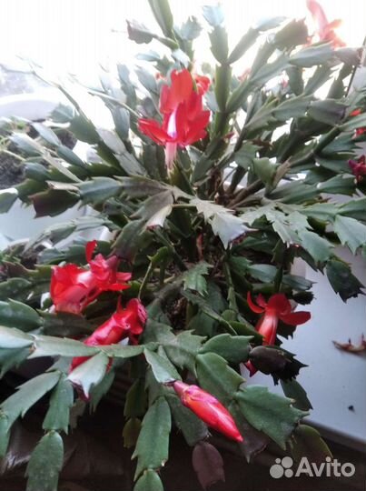 Декабрист шлюмбергера