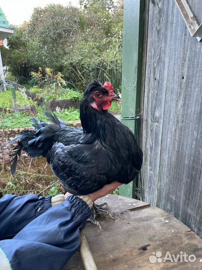 Павловские Молодые петухи