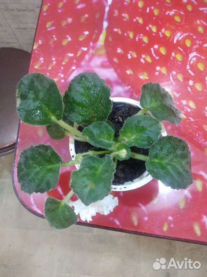 Сортовая фиалка