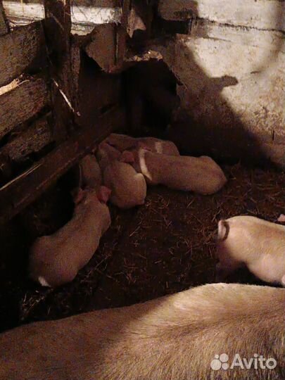 Поросенок ландрас