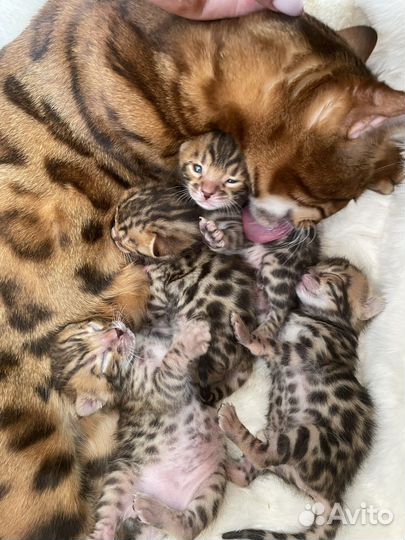 Бенгальская кошка
