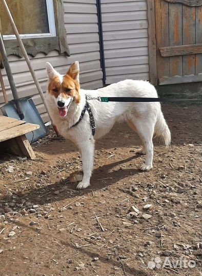 Лайка метис девочка 1 год