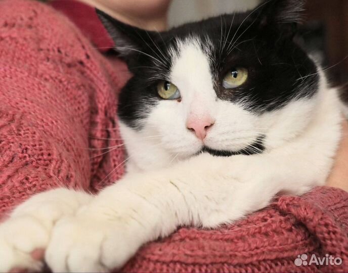 Плюшевый котик ищет дом