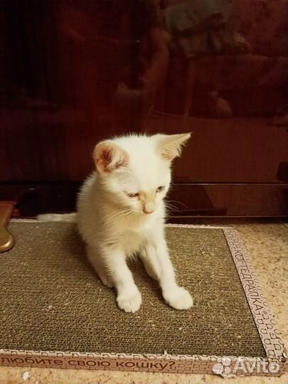 Котята сноу-шу 2,5 мес