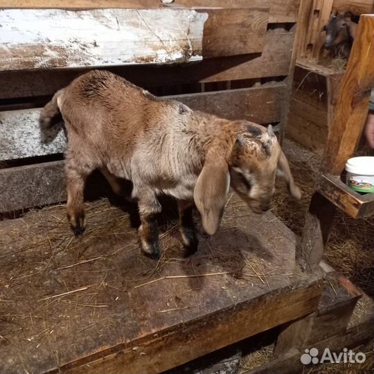 Процентные нубийские козлята