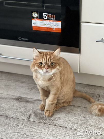 Кот в добрые руки