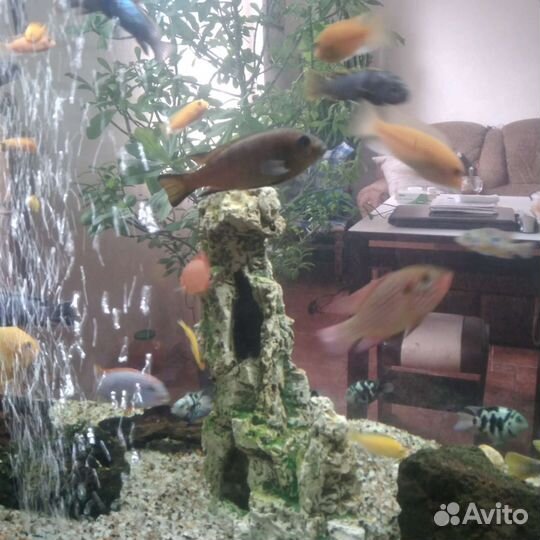 Аквариум
