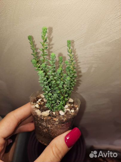 Суккуленты