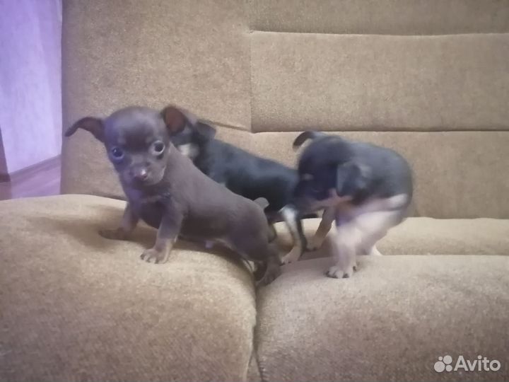 Мини той-терьер