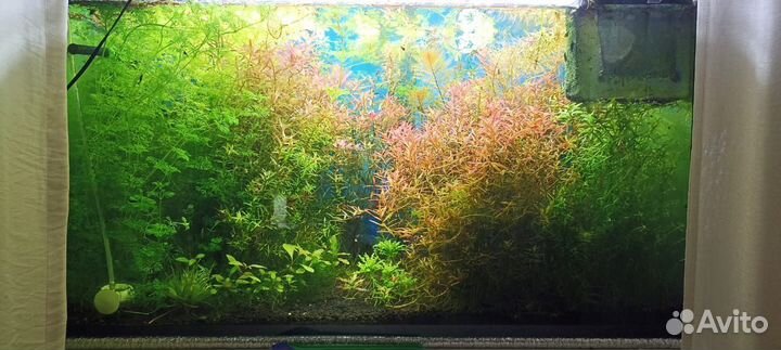 Аквариумные растения