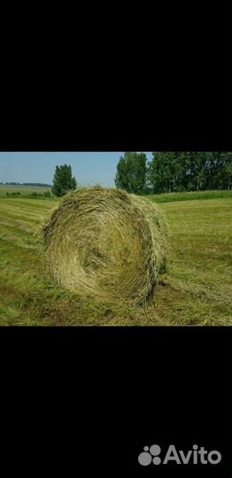 Корм для животных