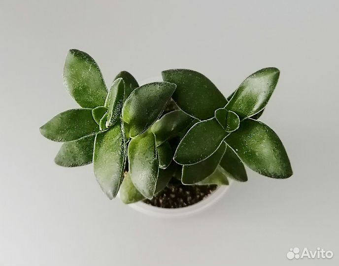 Крассула Спринг Тайм. Spring Time. Суккулент