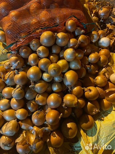 Лук репчатый продажа