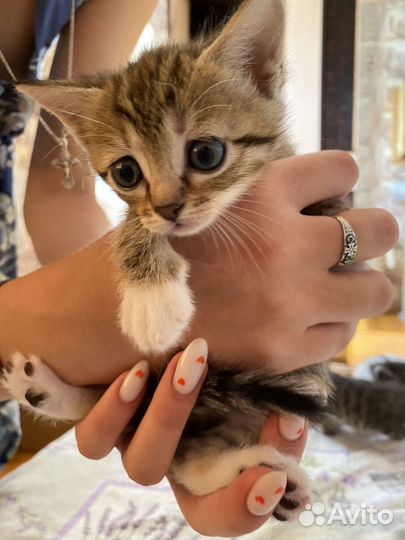Котятки шотланской вислоухой