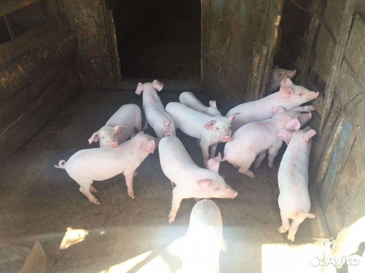 Поросята петрен