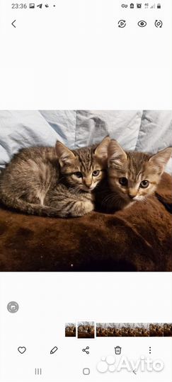 Котята на улице