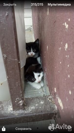 Котята в добрые руки