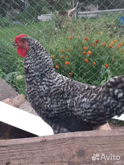 Молодые петушки