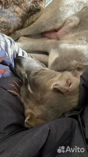 Метис хаски и кане корсо