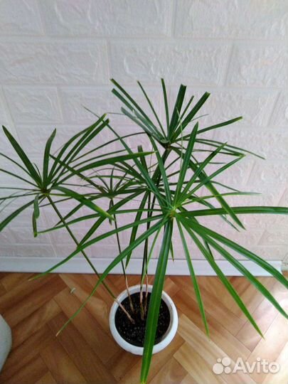 Комнатные растения