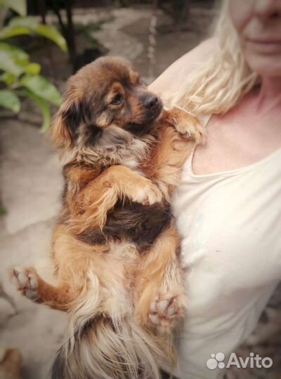 Маленькая собака мальчик