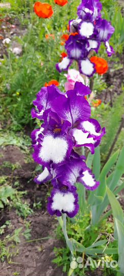 Чеснок,ежевика и многолетние цветы