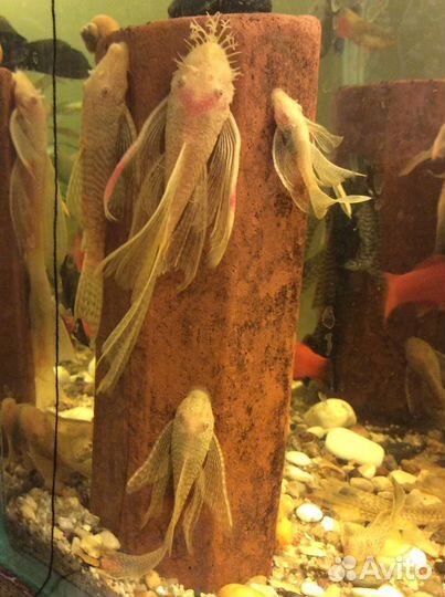 Вуалевые анциструсы