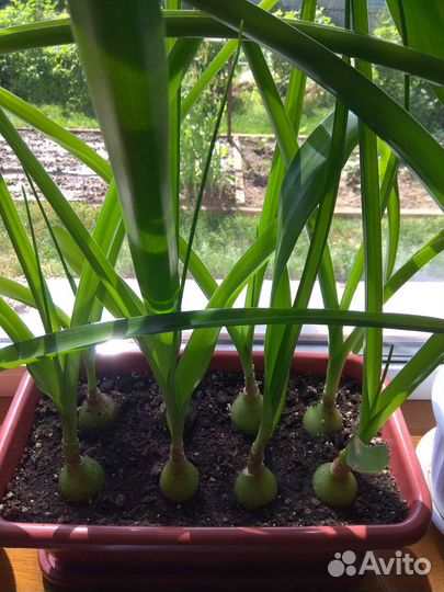 Индийский лук