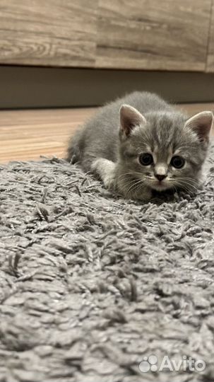 Прекрасные котята в добрые руки