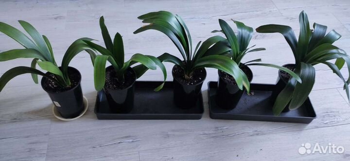 Кливия оранжевый