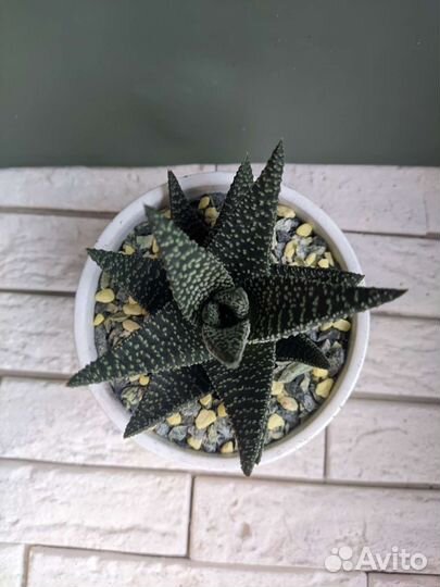 Алое в керамике 